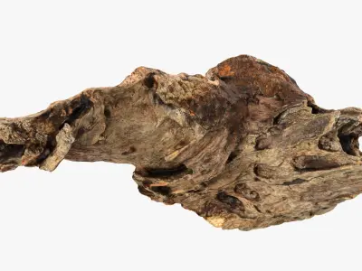  Tree Trunk Piece Collection 