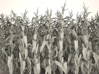  Corn Field 