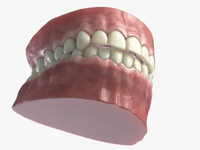  Human Teeth and Gum 