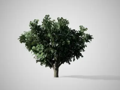 Common Hawthorn Flowers Tree Low-poly 3D model