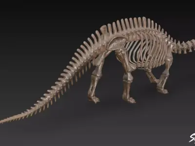 Apatosaurus fossil   Low-poly 3D model