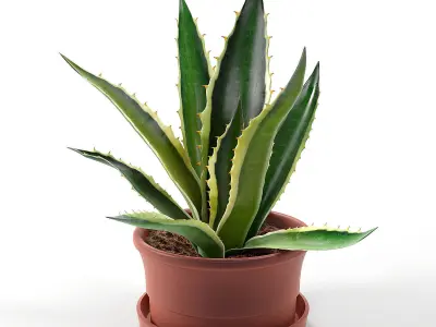 Agave set 01 3D model