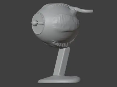 3D Eye Anatomy and Microanatomy Model 3D print model