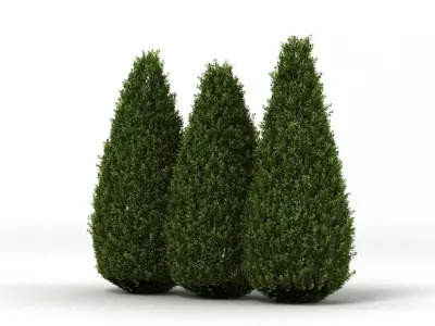 Shrubs three coniferous trees 3D model