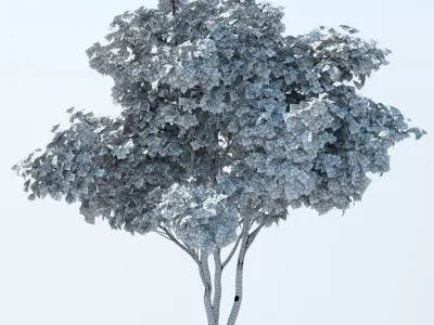 Patio tree 3D model