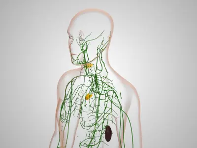 Lymphatic System Low-poly 3D model