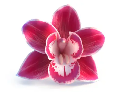  3D Flowers Collection – High-Quality 4K PBR Asset Pack 