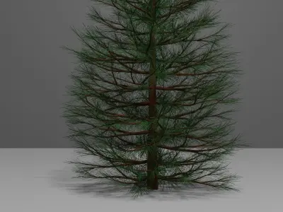Pine Tree 1 3D model