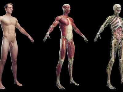  Male Full Anatomy Rigged Maya 