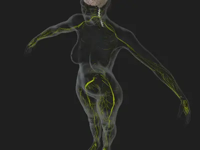 Central Nervous System with Skeleton Female 3D model