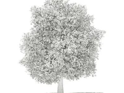 Common fig tree with fruits 3D model