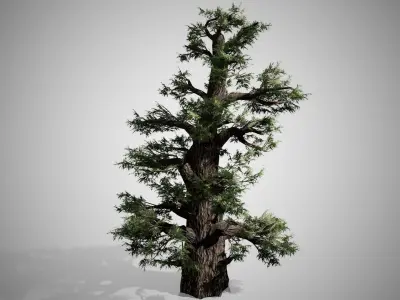 Western Juniper Tree Low-poly 3D model