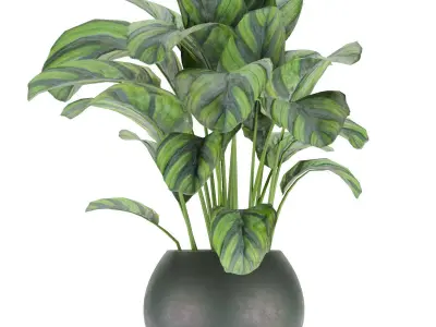 Collection plant vol 297 - indoor - calathea - leaf Free 3D model