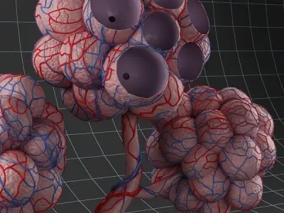 Anatomy pulmonary alveolus 3D model
