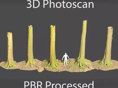 PBR Beech Tree Dead Trunk Collection Realistic Scan Low-poly 3D model