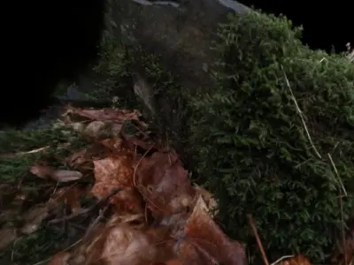 Mossy stone on the forest floor Free 3D model