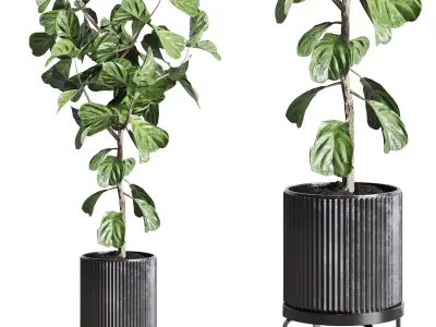 Ficus Lyrata plant in concrete dirt vase Indoor plant 262 3D model