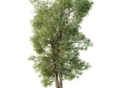 AV Plants Carya Glabra Ovalis Caryer Rouge Hickory03 3D model