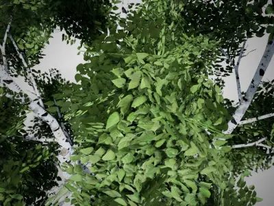 White Birch Tree Low-poly 3D model