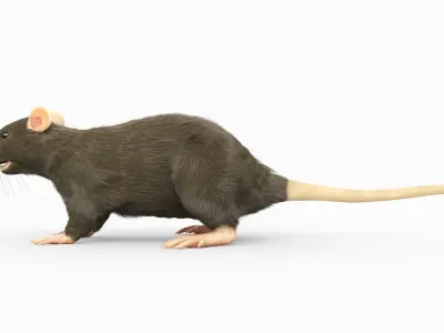  Rat Body Skeleton and Organs Static 