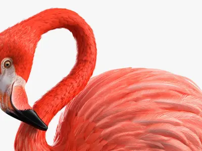  Pink Flamingo Bird in One Leg Pose 