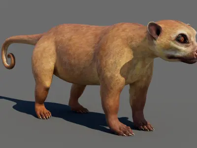  Kinkajou 3D 