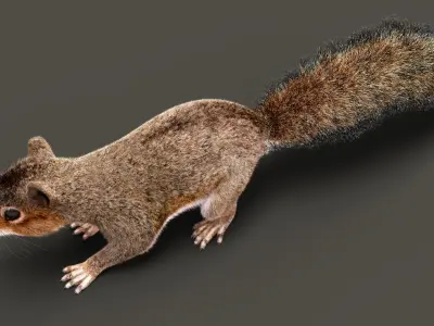  Squirrel ANIMATED XGEN-CORE 