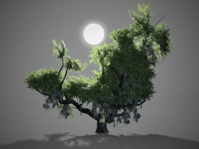 Live Oak Tree LODs Low-poly 3D model