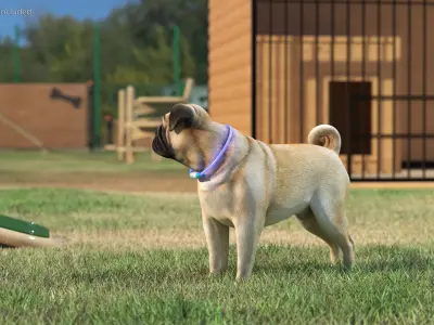  Pug Dog in LED Collar 