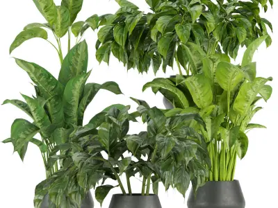 Collection plant indoor vol 4 3D Model Pack