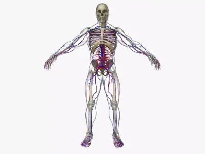 Circulatory System with Skeleton 3D model