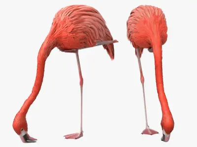  Water Birds Animated Rigged for Blender Collection 