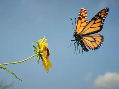  Monarch Butterfly Rigged Xgen 