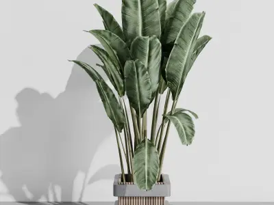indoor plant set 388 palnt ravenala in a concrete vase Low-poly 3D model