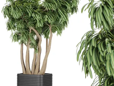 Collection plant vol 9 Free 3D model