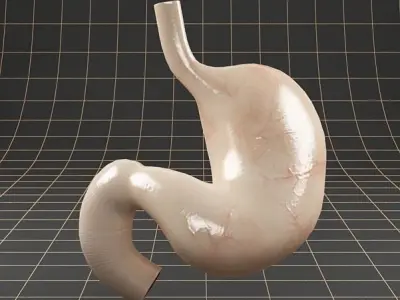 Anatomy stomach PACK 3D model