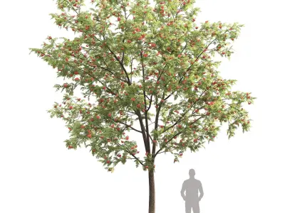 Sorbus 01 3D model