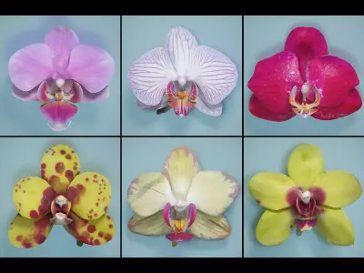 6 Orchids Flowers Low-poly 3D model