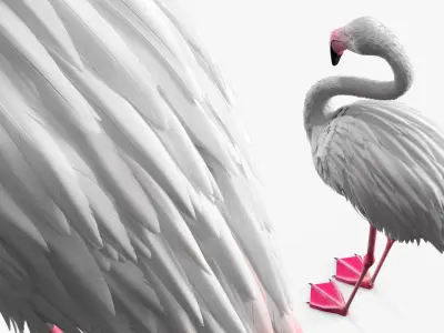  Albino Flamingo Bird White 