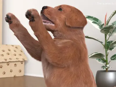  Playful Brown Labrador Puppy Standing Fur for Cinema 4D 