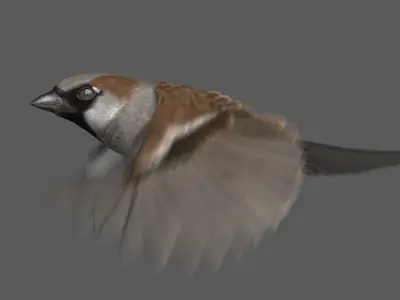  House Sparrow (Animated) 