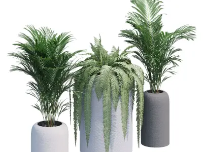 Havalo three potted plants 3D model