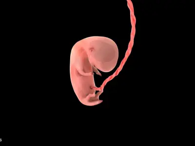 7 Weeks Human Fetus Low-poly 3D model