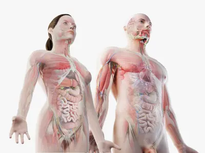  Full Male And Female Anatomy Set (Cinema Rigged) 