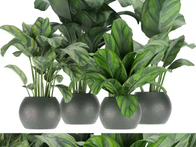 Collection plant vol 297 - indoor - calathea - leaf Free 3D model