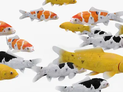  Koi Fishes Pack (Animated) 