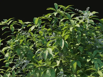 Pieris Floribunda bush 3D model