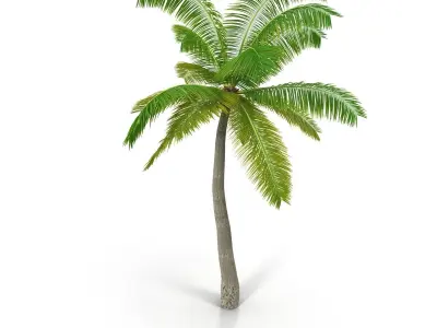 Coconut palm 3D model