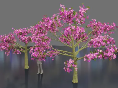 Silk floss tree - chorisia speciosa 3D model