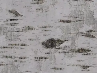 Natural White Birch Tree Bark PBR Seamless Texture